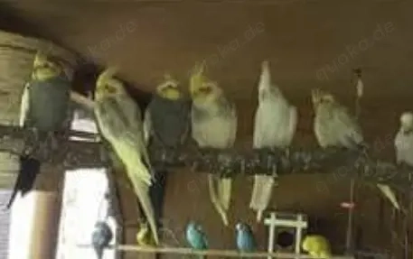 Suche Nympfensittich Weibchen