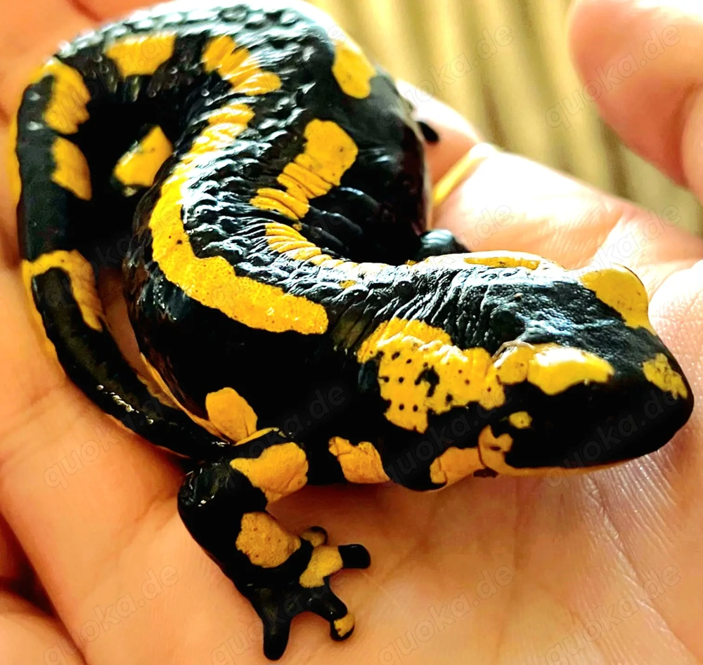 Feuersalamander, Donau-Kammmolche