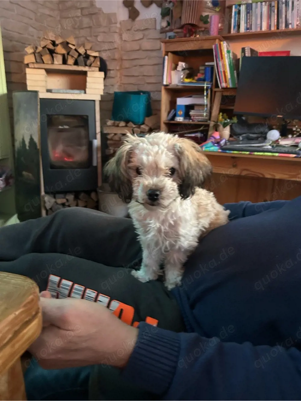 Zuckersüsser Bolonka zwetna Rüde (6 Monate) abzugeben in liebevolles Zuhause