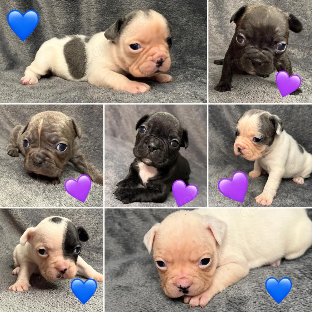 Französische Bulldoggen Welpen 