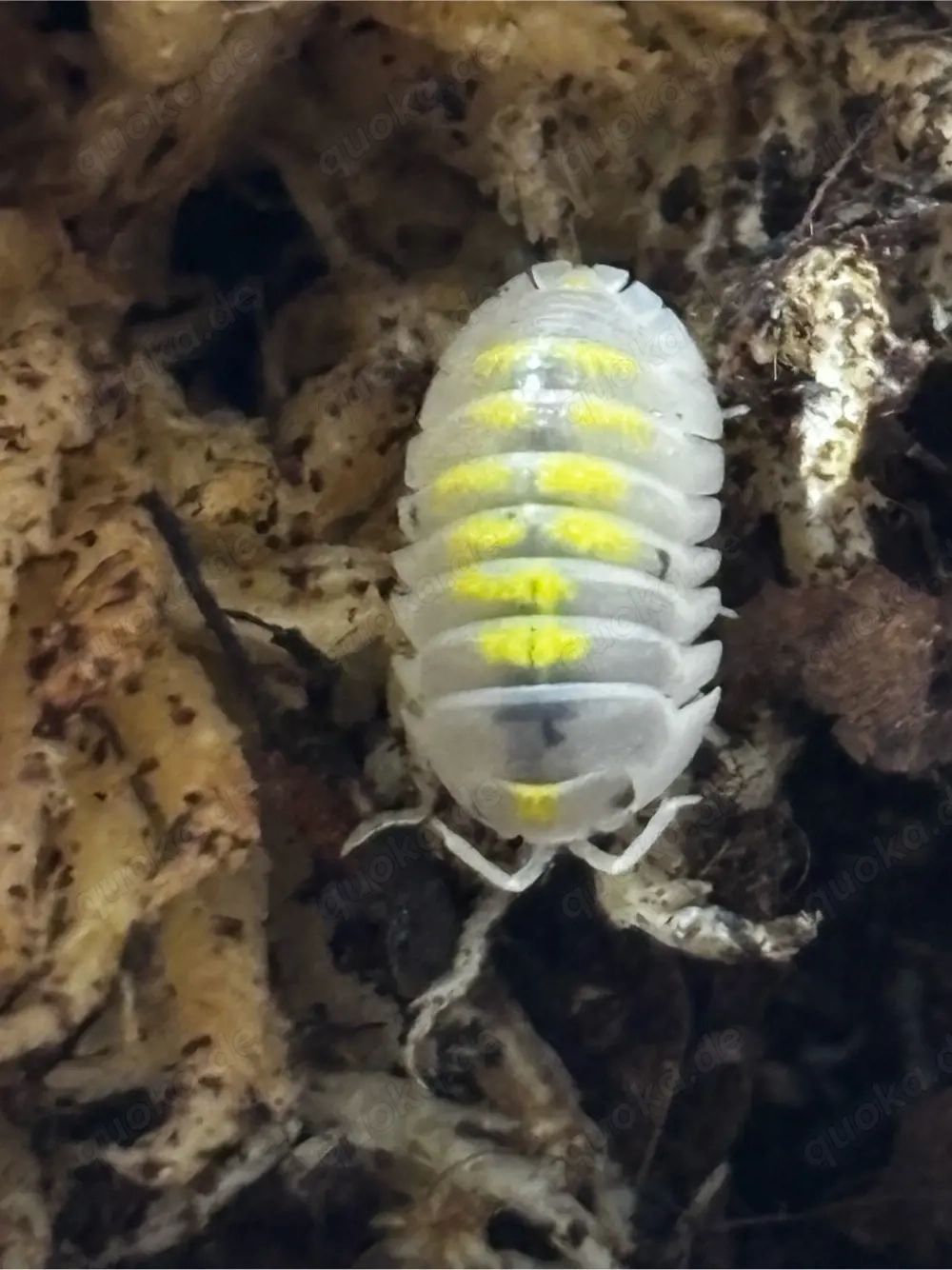 Armadillidium vulgare  Magic Potion  assel 