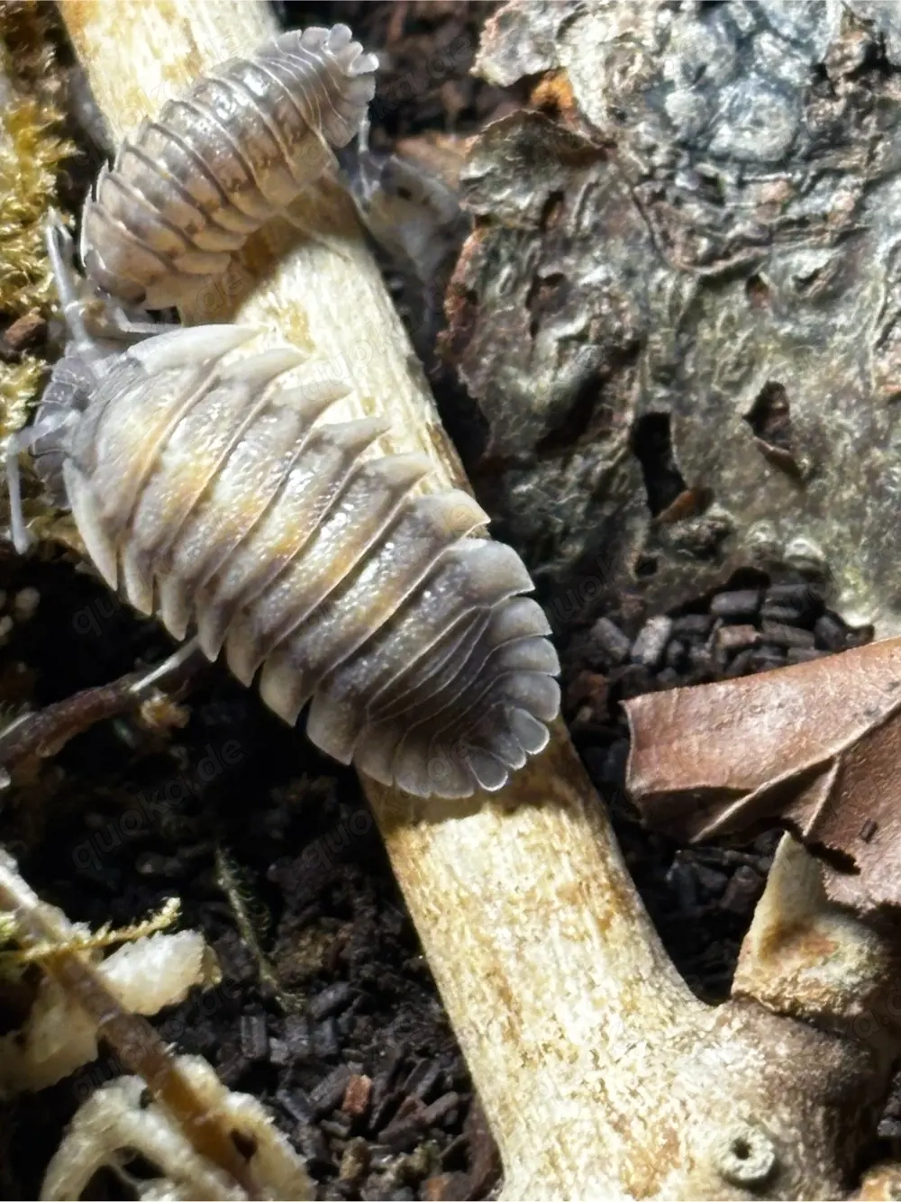 Armadillidium pallasii corfu assel