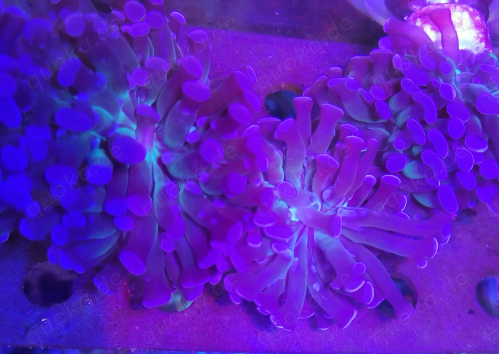 Euphyllia paraancora lila