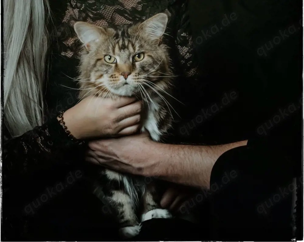 Maine Coon Deckkater sucht Katzendame 
