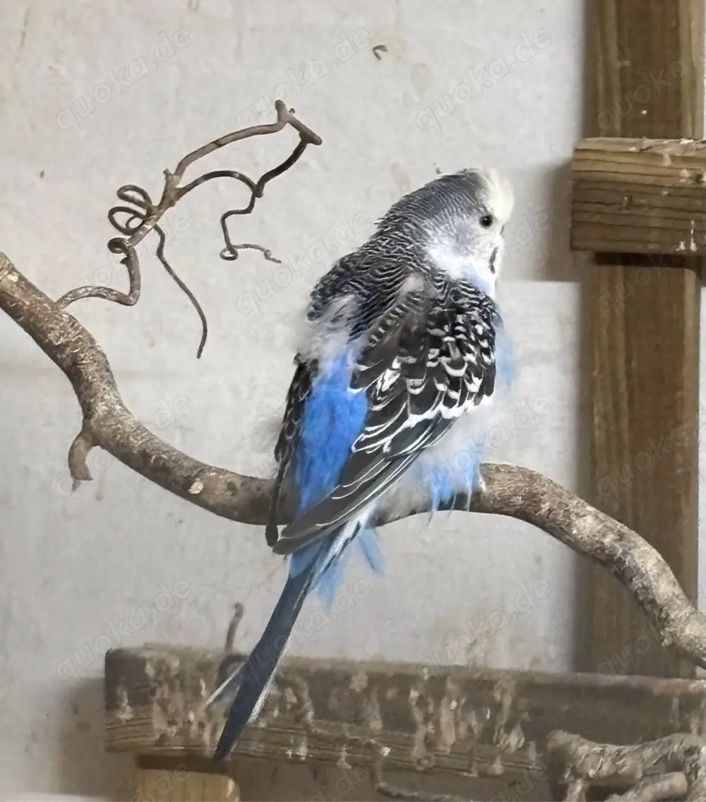 Wellensittich Weibchen 