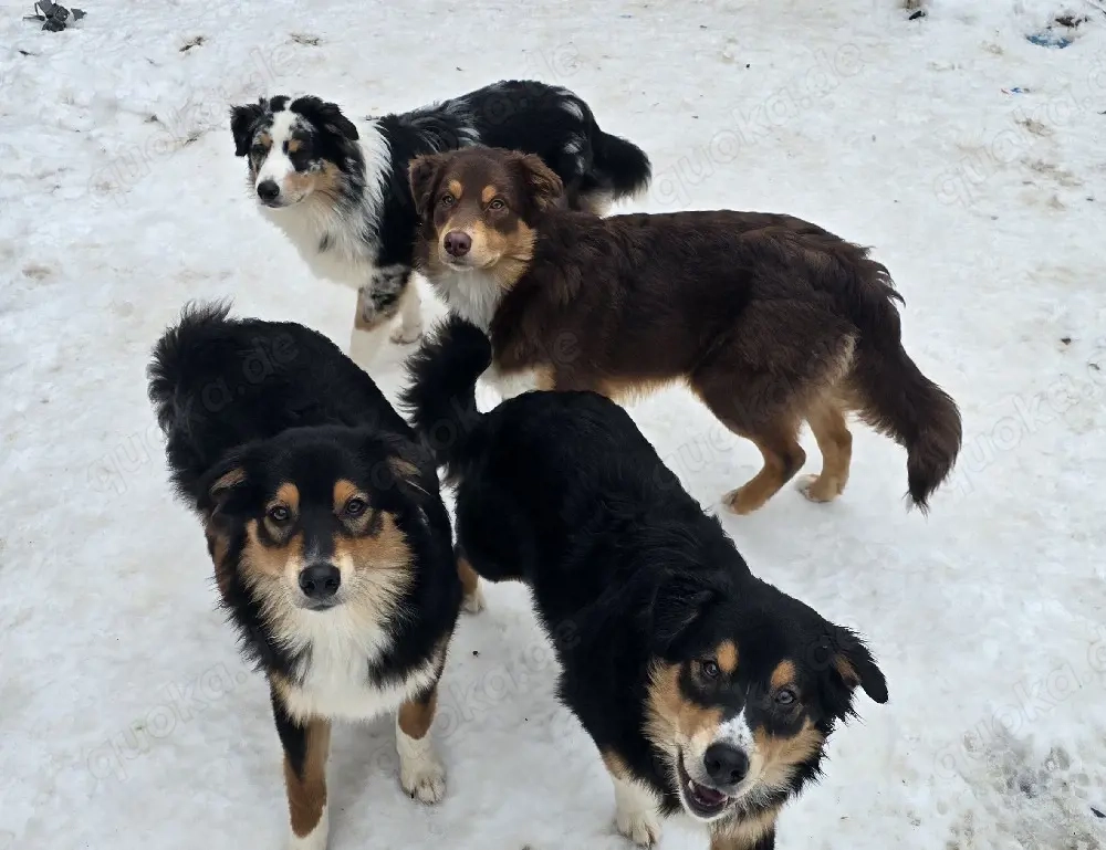 Australian Shepherd Welpen, nur noch 2 Rüden ! (Bitte lesen!)