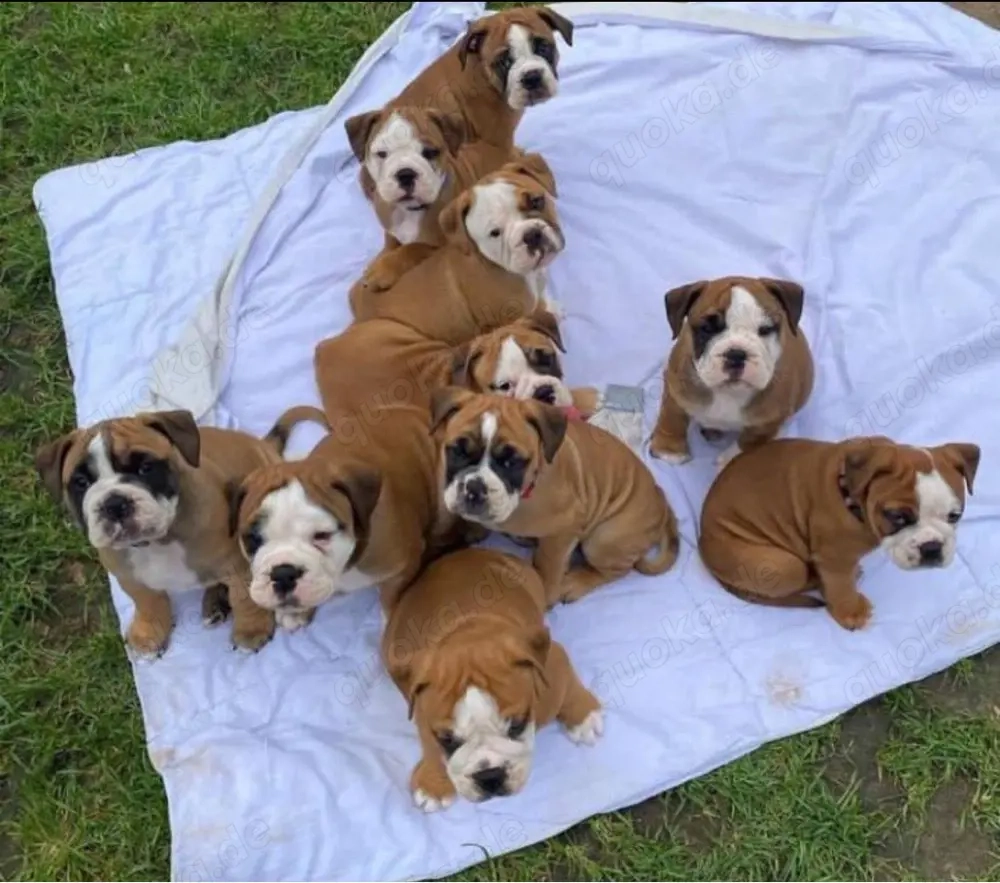 Englische Bulldogge Welpen