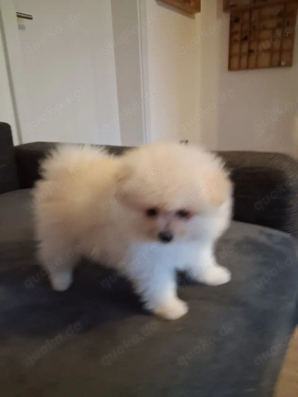 3 Pomeranian Welpen zu verkaufen