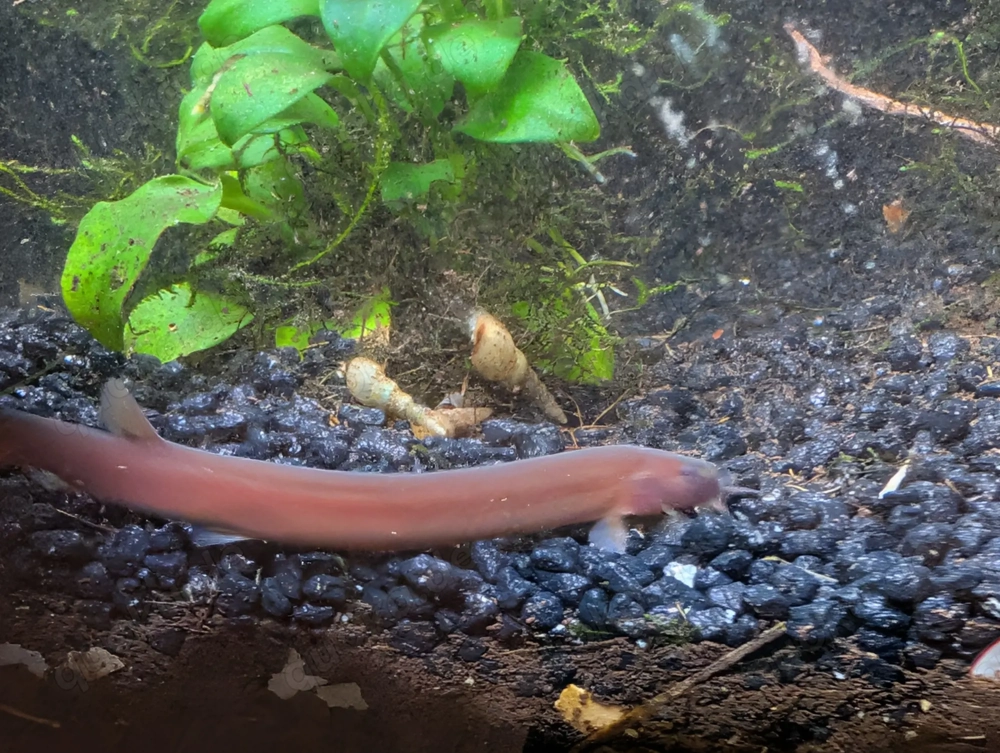 3  Aquarium Aale braun  gratis 