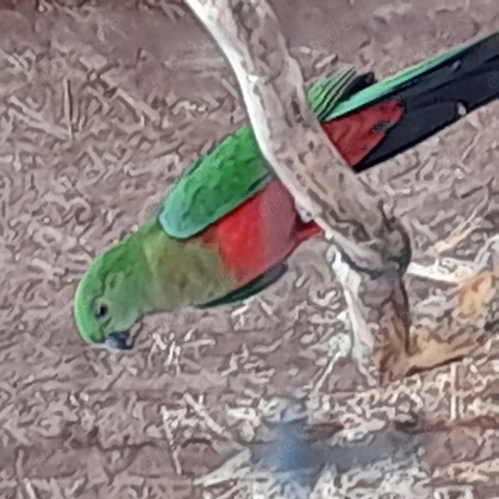 Königsittichhenne und Hahn 