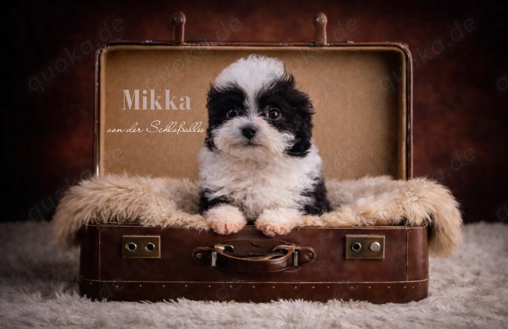 Wunderschöne Bolonka Zwetna Welpen suchen ihre Traumfamilie