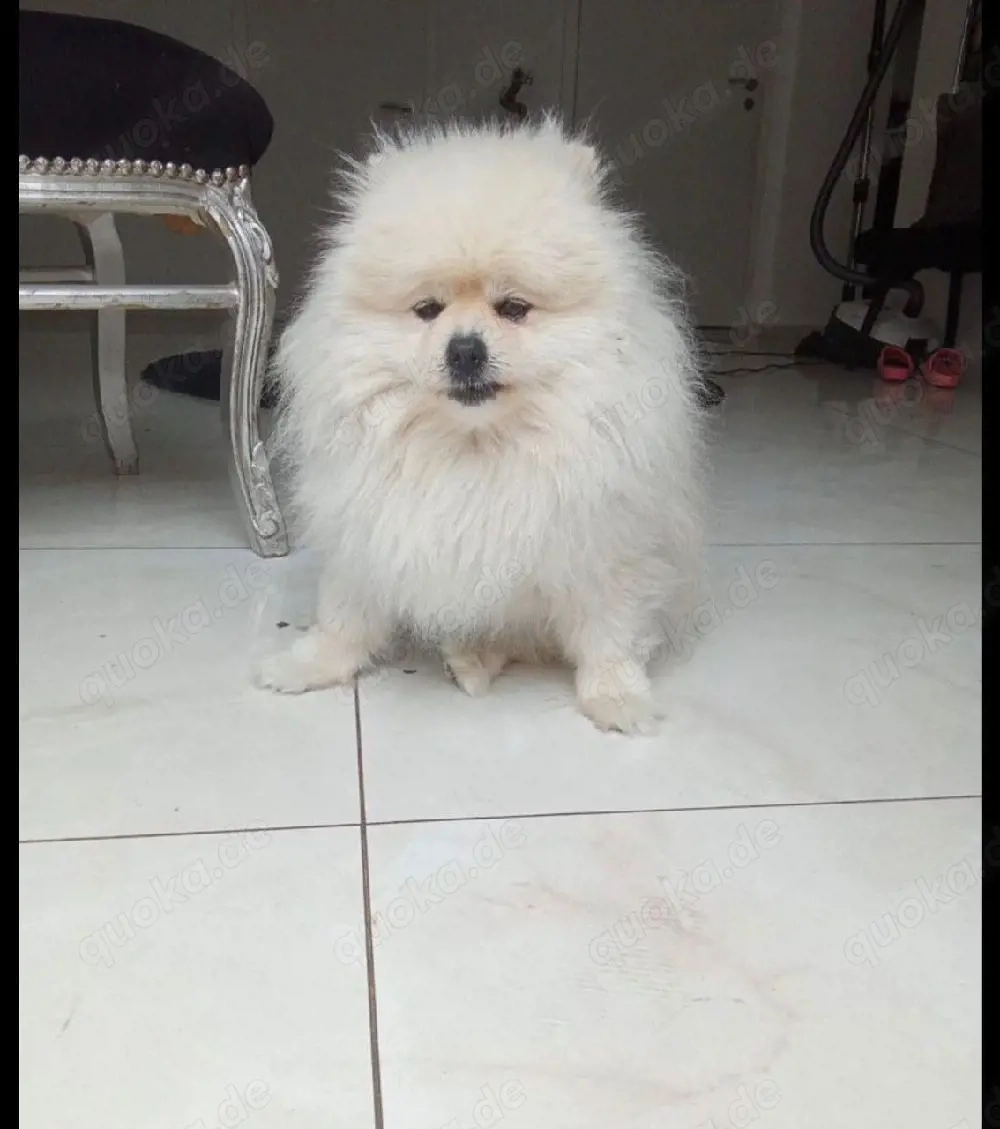 Poméranian zwergspitz