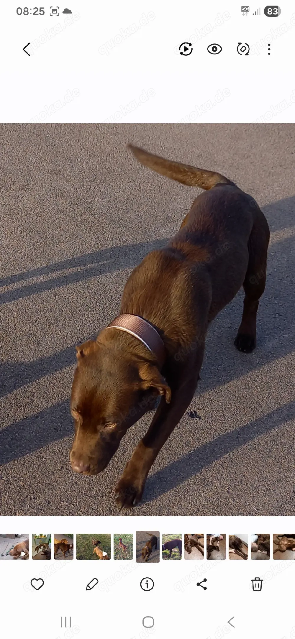 Labrador Deckrüde