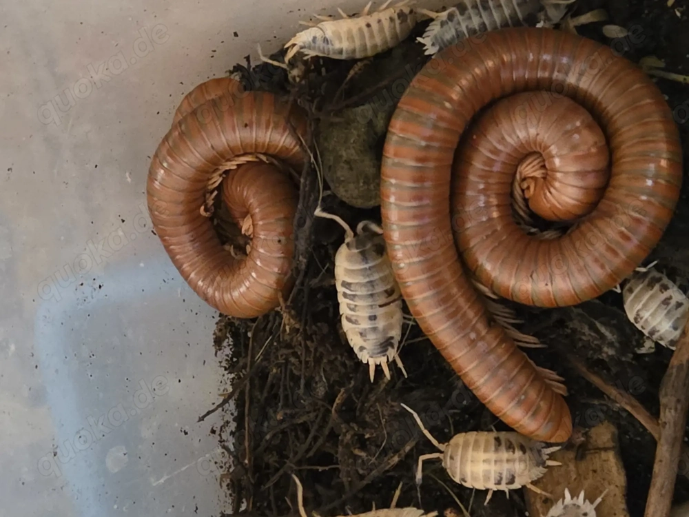 Spirostreptus spec 1 Tansania Nachwuchs