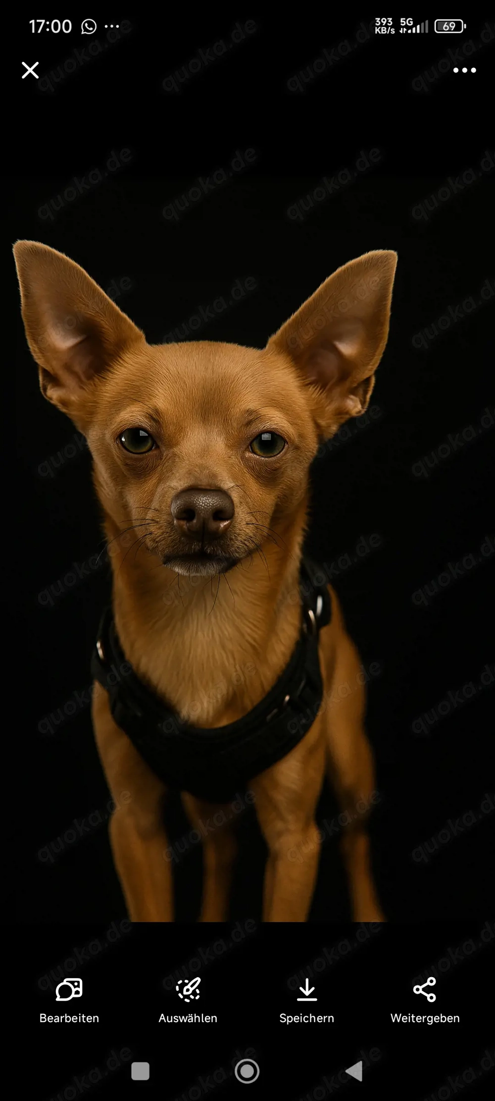Rehpinscher Zwergpinscher 