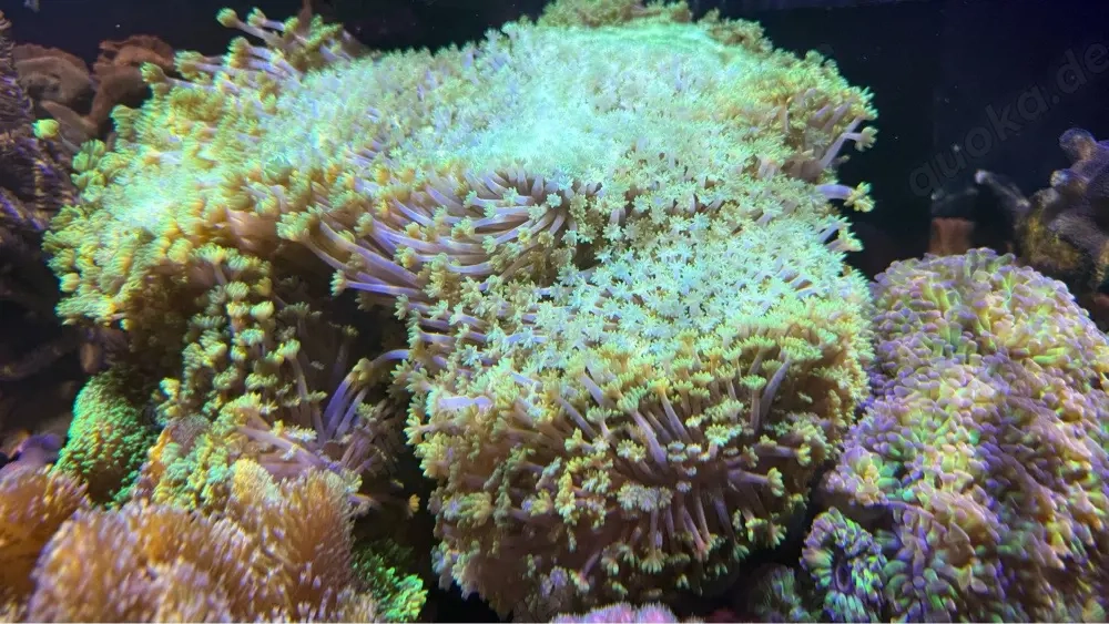 Meerwasser Goniopora Margeritenkoralle grün 