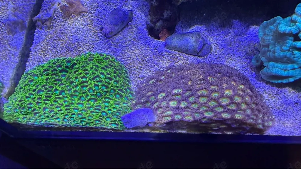 Meerwasser Krusten Anemone