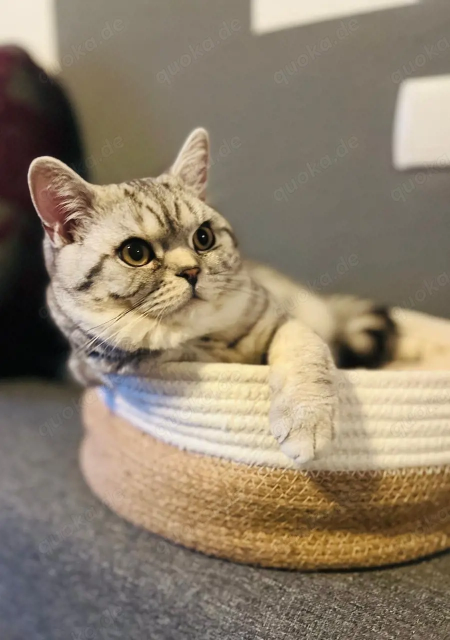 BKD- Britisch Kurzhaar Kater (Whiskas-Farbe) bietet Deckung an