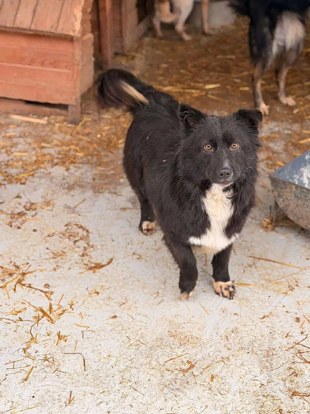 Süßer Dobby sucht liebevolle Familie 