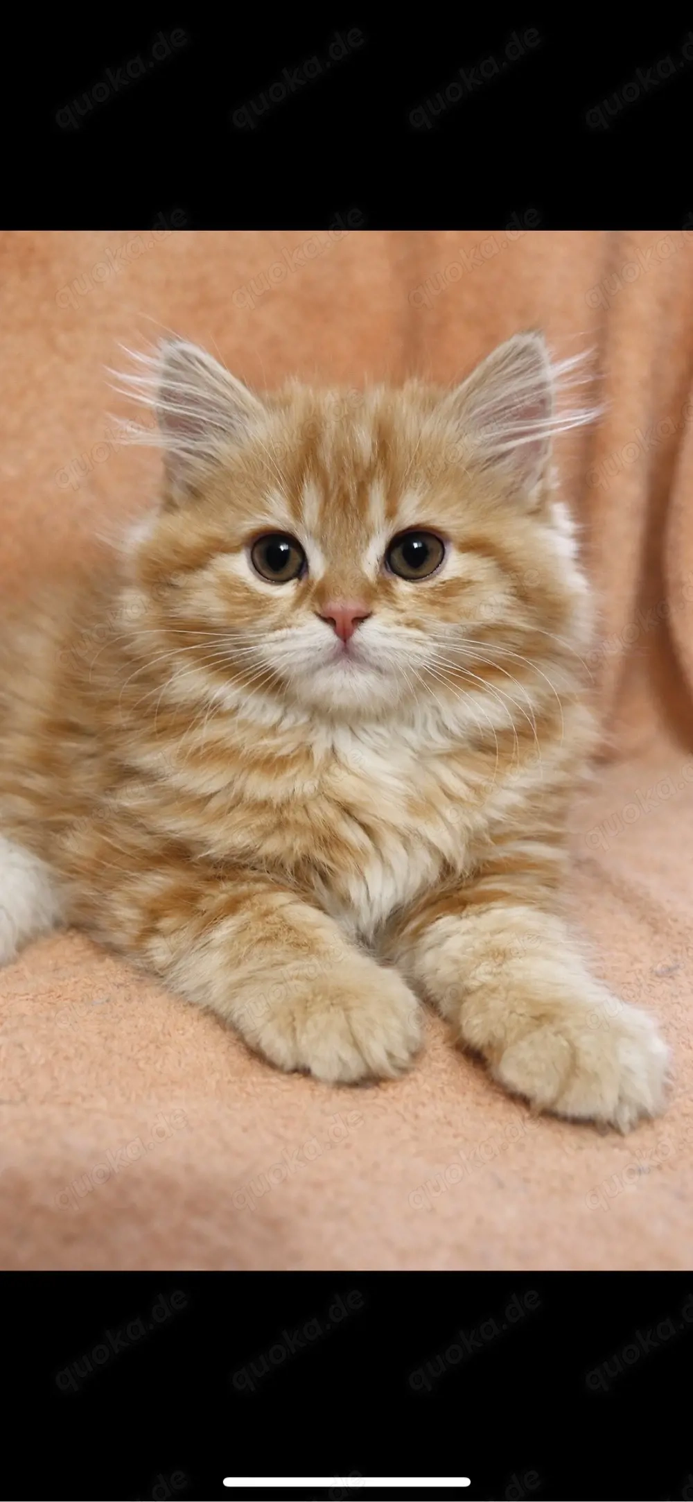 perser  birma kitten 