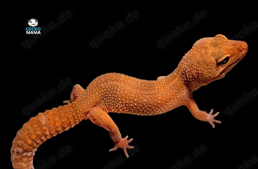 Leopardgecko Mandarin Tangerine (W)
