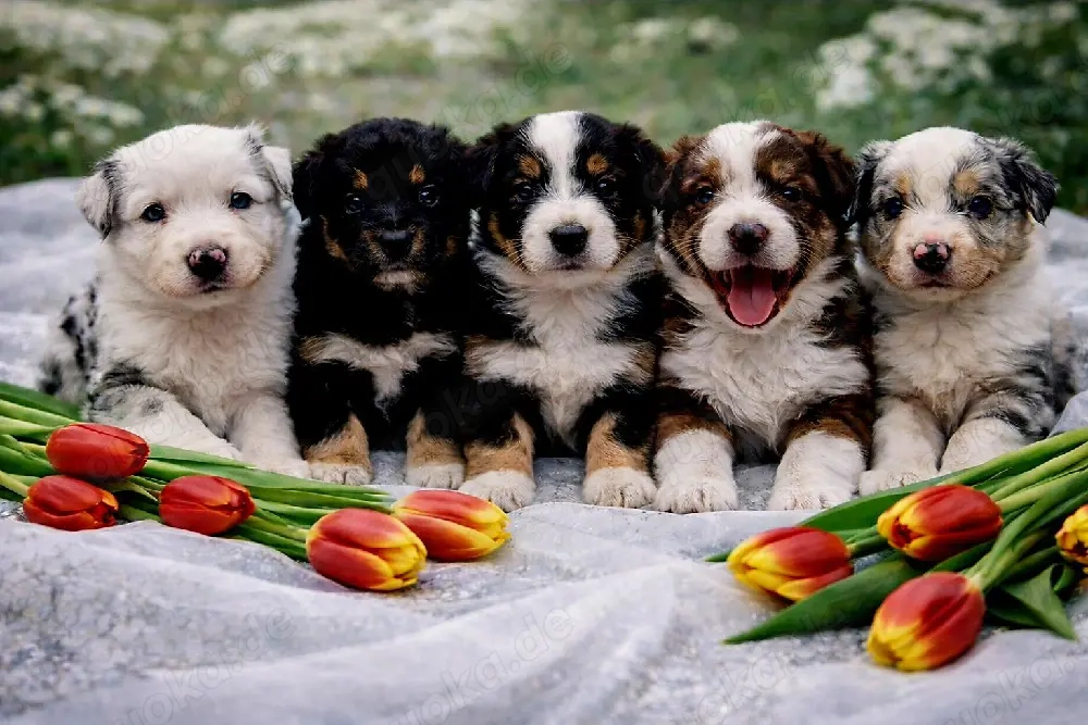 Miniature Australian Shepherd Welpen mit Papieren 