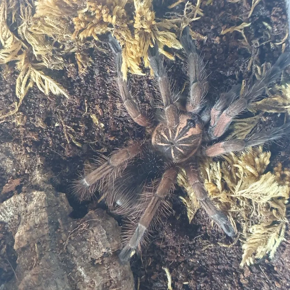 0.1 Pamphobeteus sp. machala 