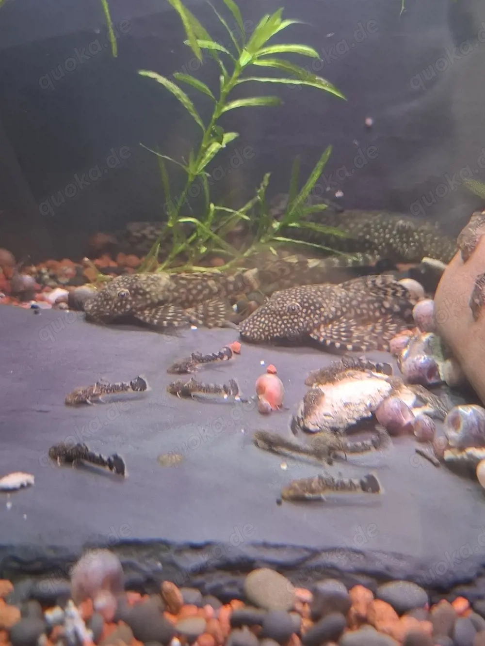 Antennenwels Nachwuchs 