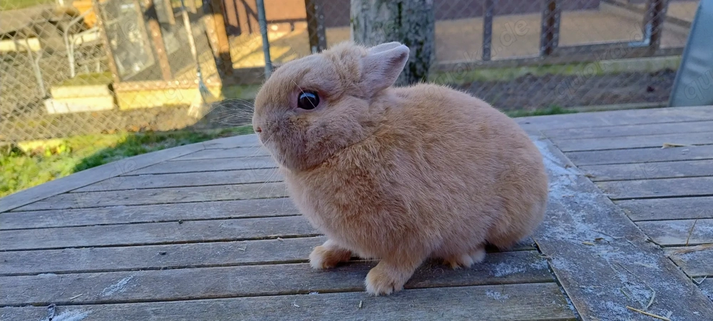 Zwergwidder Perlfeh Zuchtauflösung, Farbenzwerge Separator  Isabel 