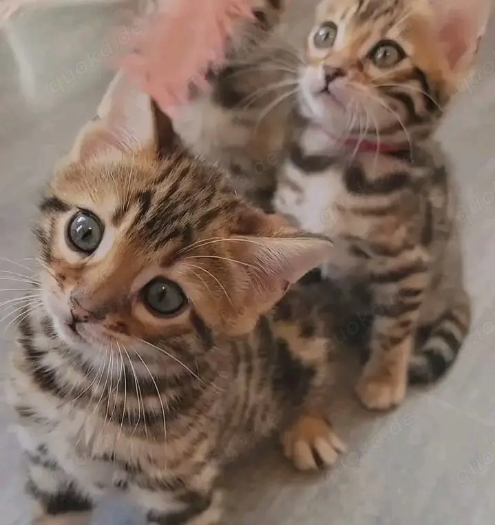 Bengal-Kätzchen