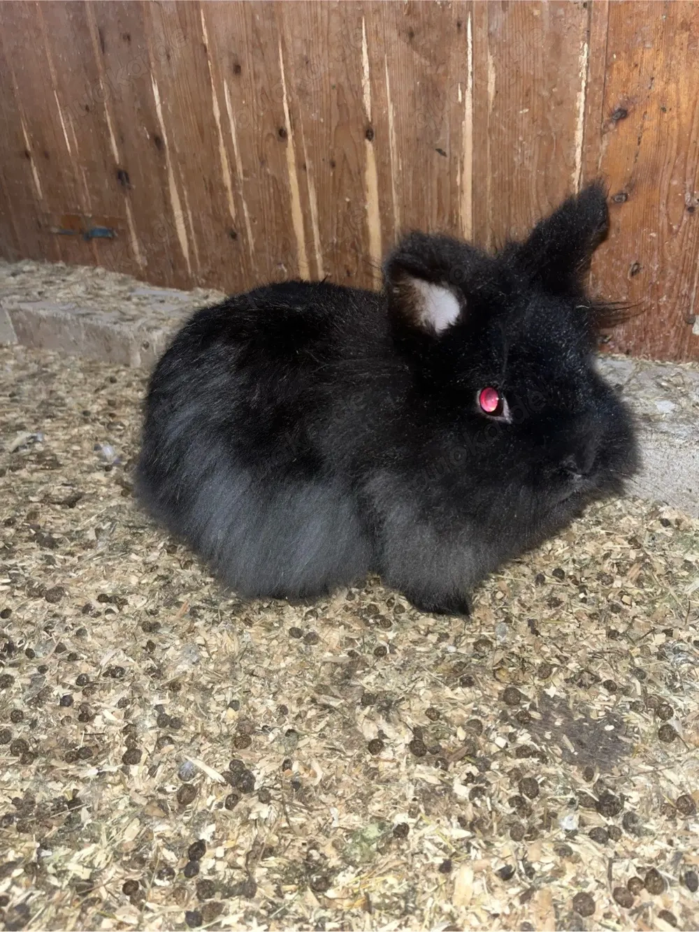 Zwergkaninchen