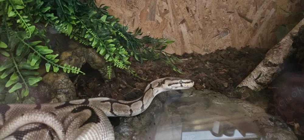 Königphyton mit voller Austattung