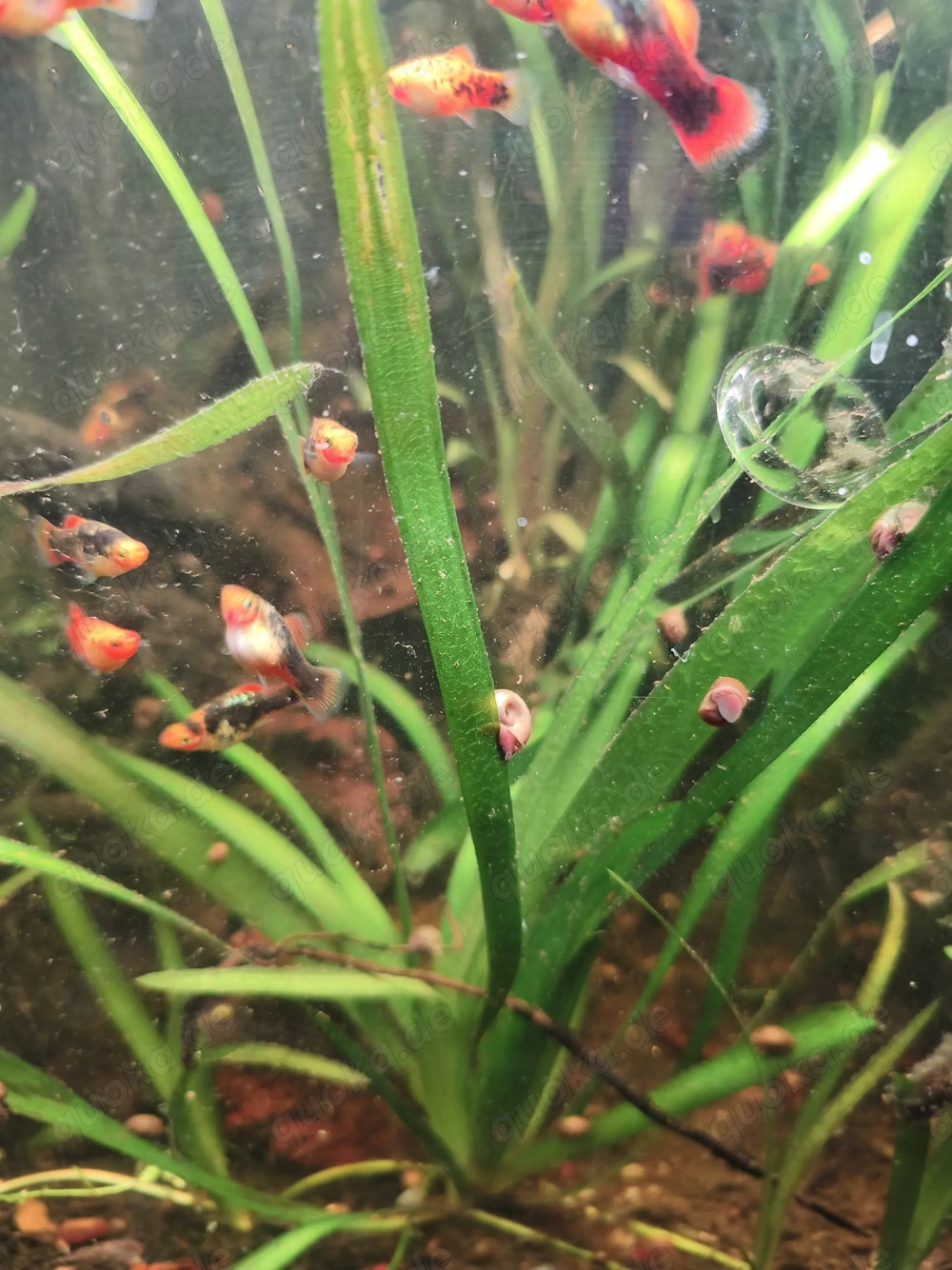 Platys zu verschenken 