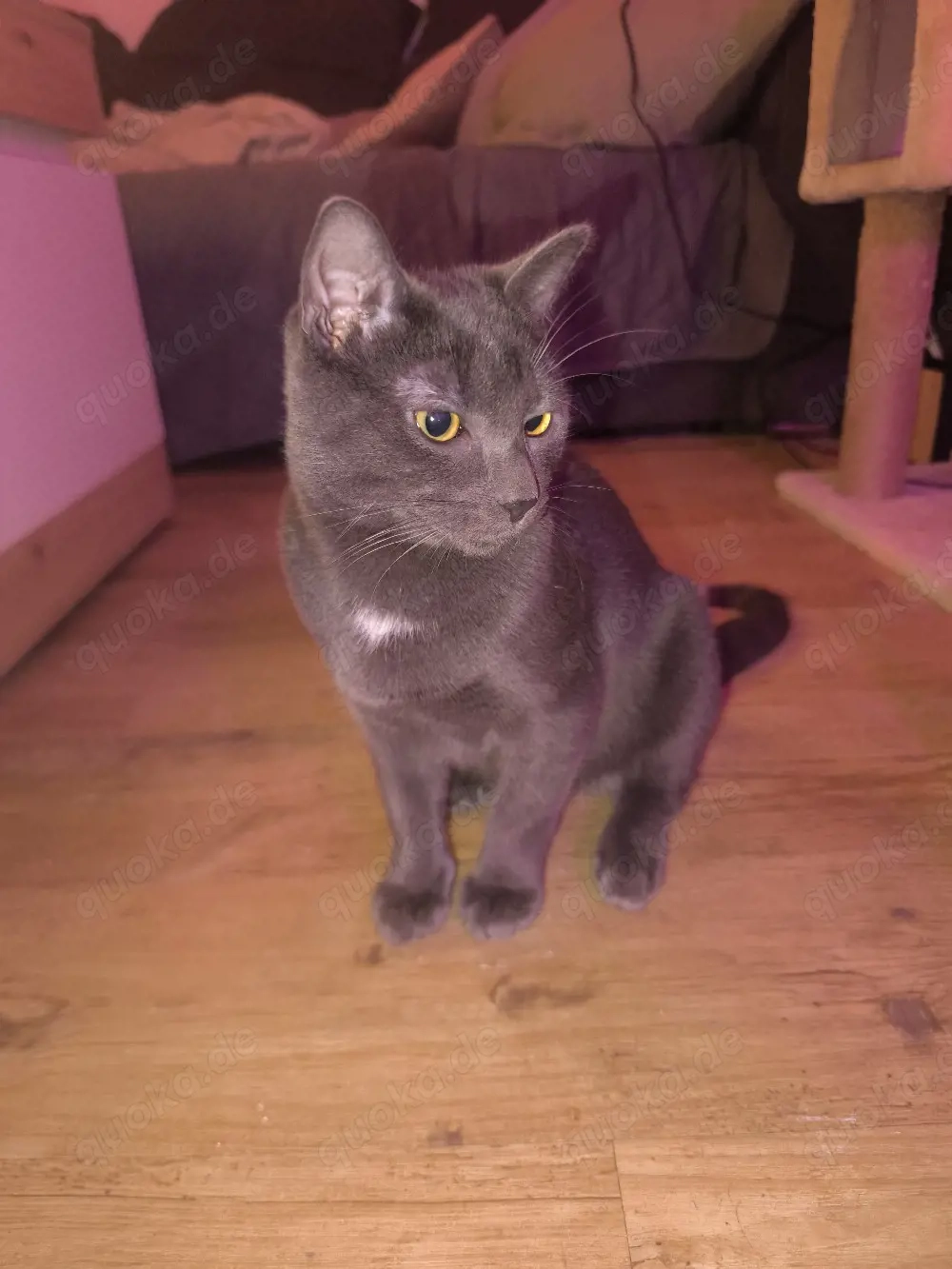 Süßer Kater zu verkaufen 