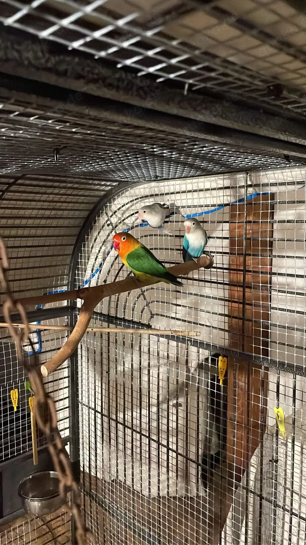 Agaporniden   Pfirsichköpfchen