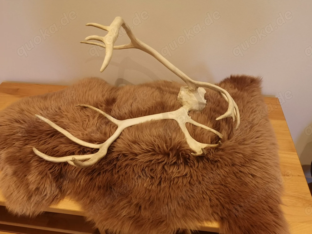 Tierschädel, Geweihe, Hörner, Hirschgeweih, Widder, Mufflon, Steinbock