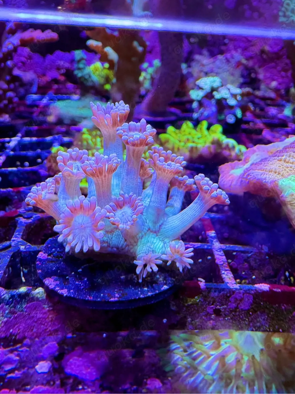 Korallen Ableger Meerwasser