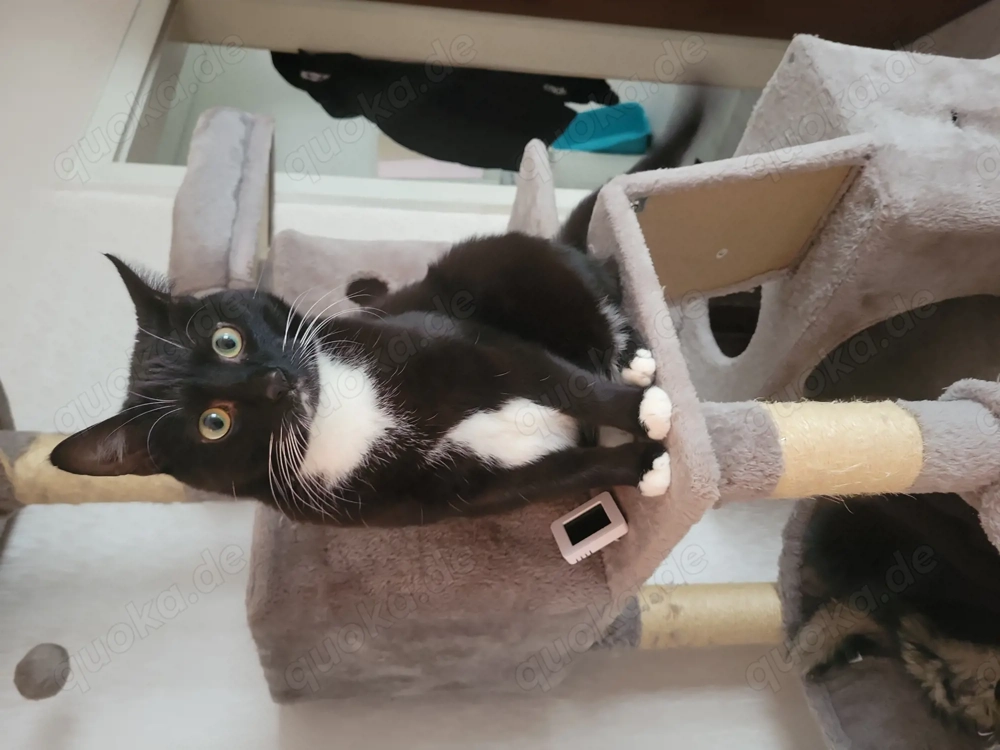 Ich suche dringend eine Babykatze (Kitten).