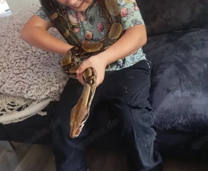 Boa Constrictor Imperator 