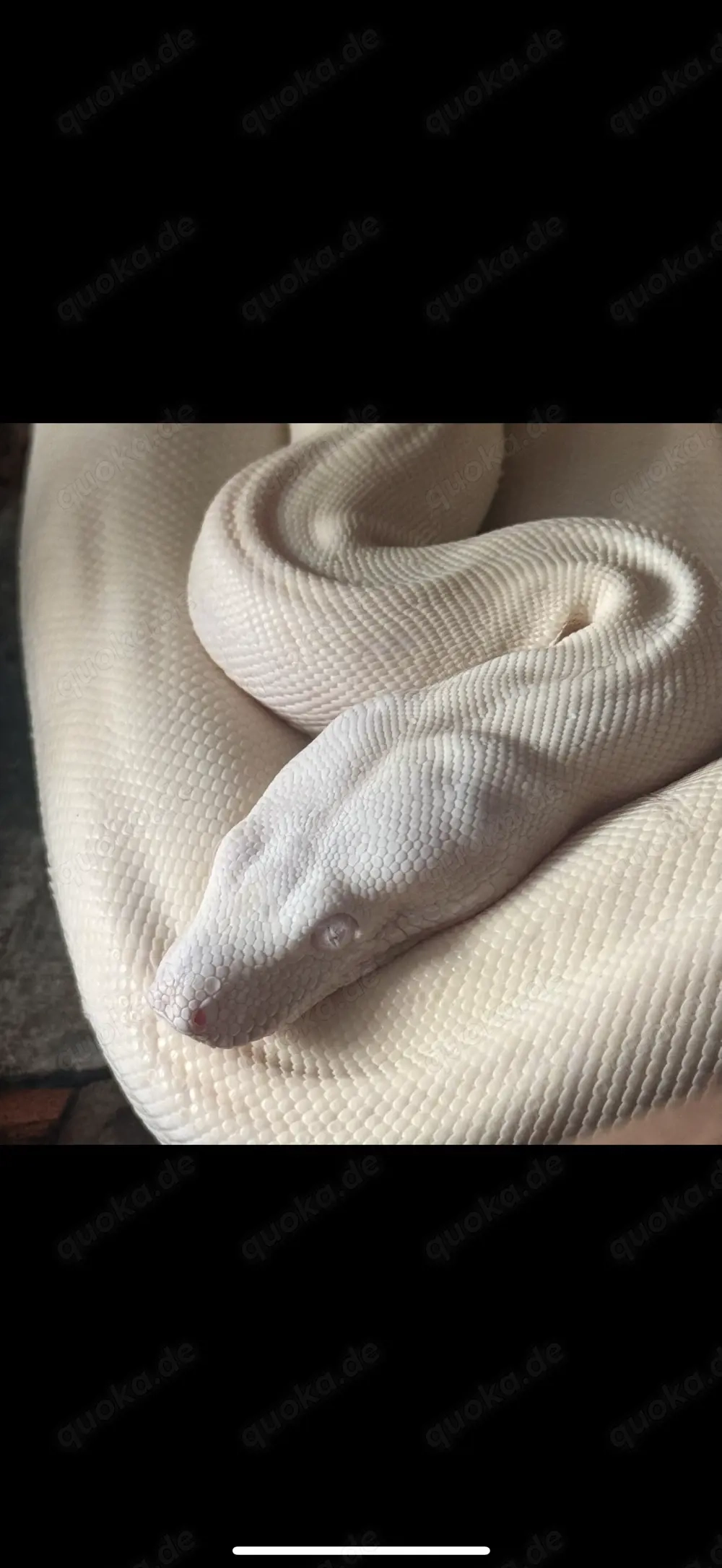 0.1 Boa Moonglow poss Jungle