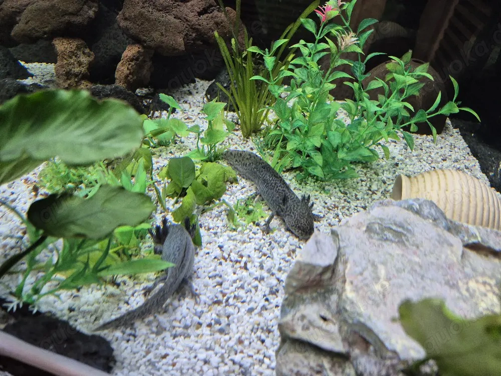 Axolotl männlich ,gerne tausch gegen weiblich 