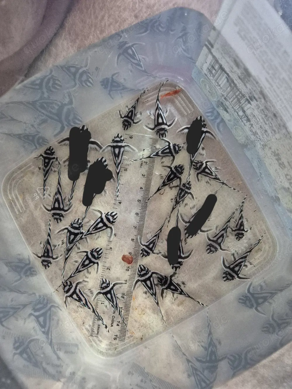 L46 Zebrawelse Hypancictrus 