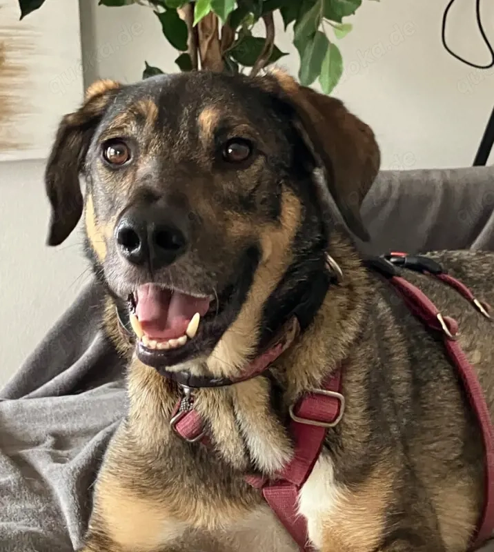 Mostie - Mischling - 5 Jahre - Tierhilfe Franken e.V.