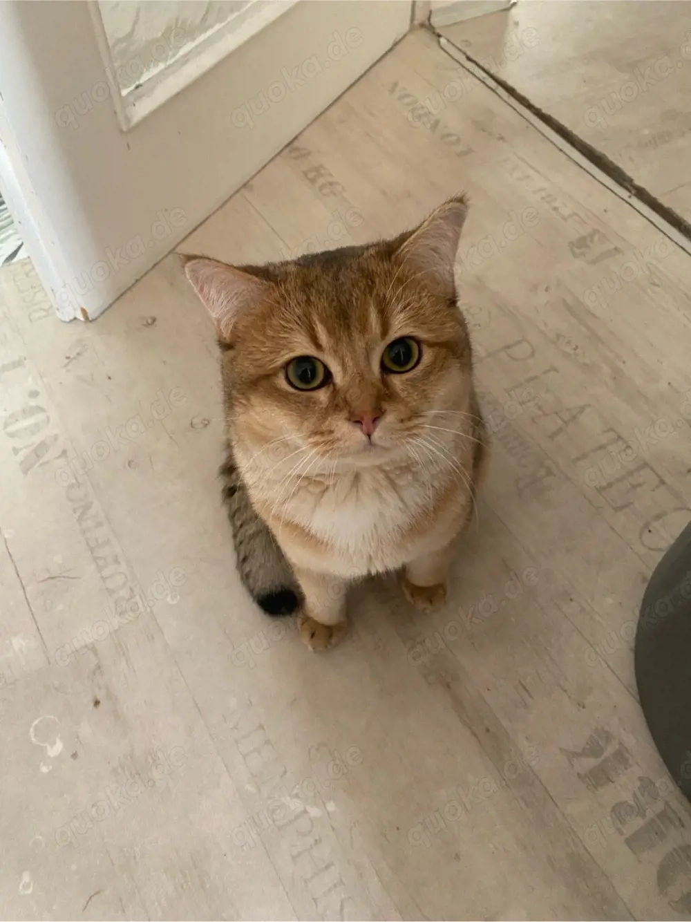 Deckkater BKH 1 Jahr alt Golden  Shaded