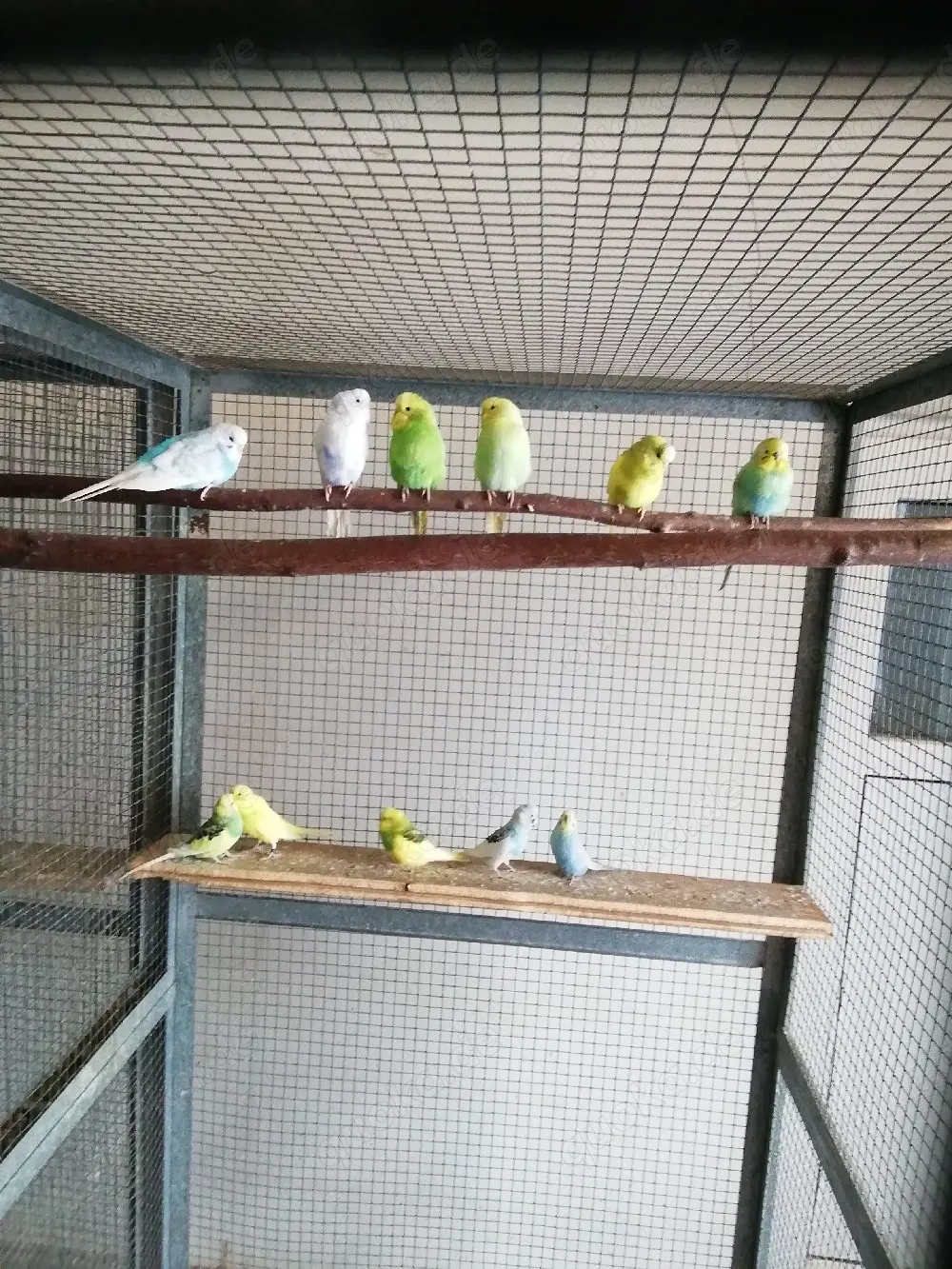 Wellensittiche, jung, bunt