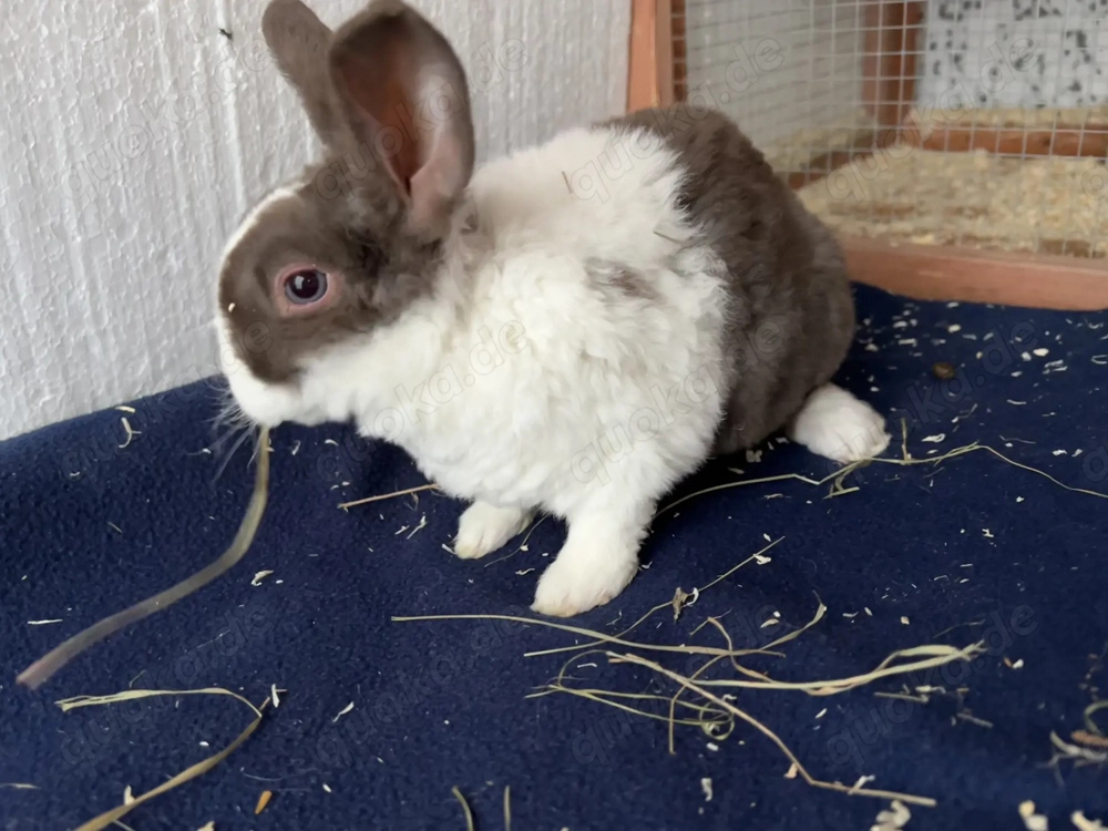 Zwei männliche Miniloop Zwergwidder 