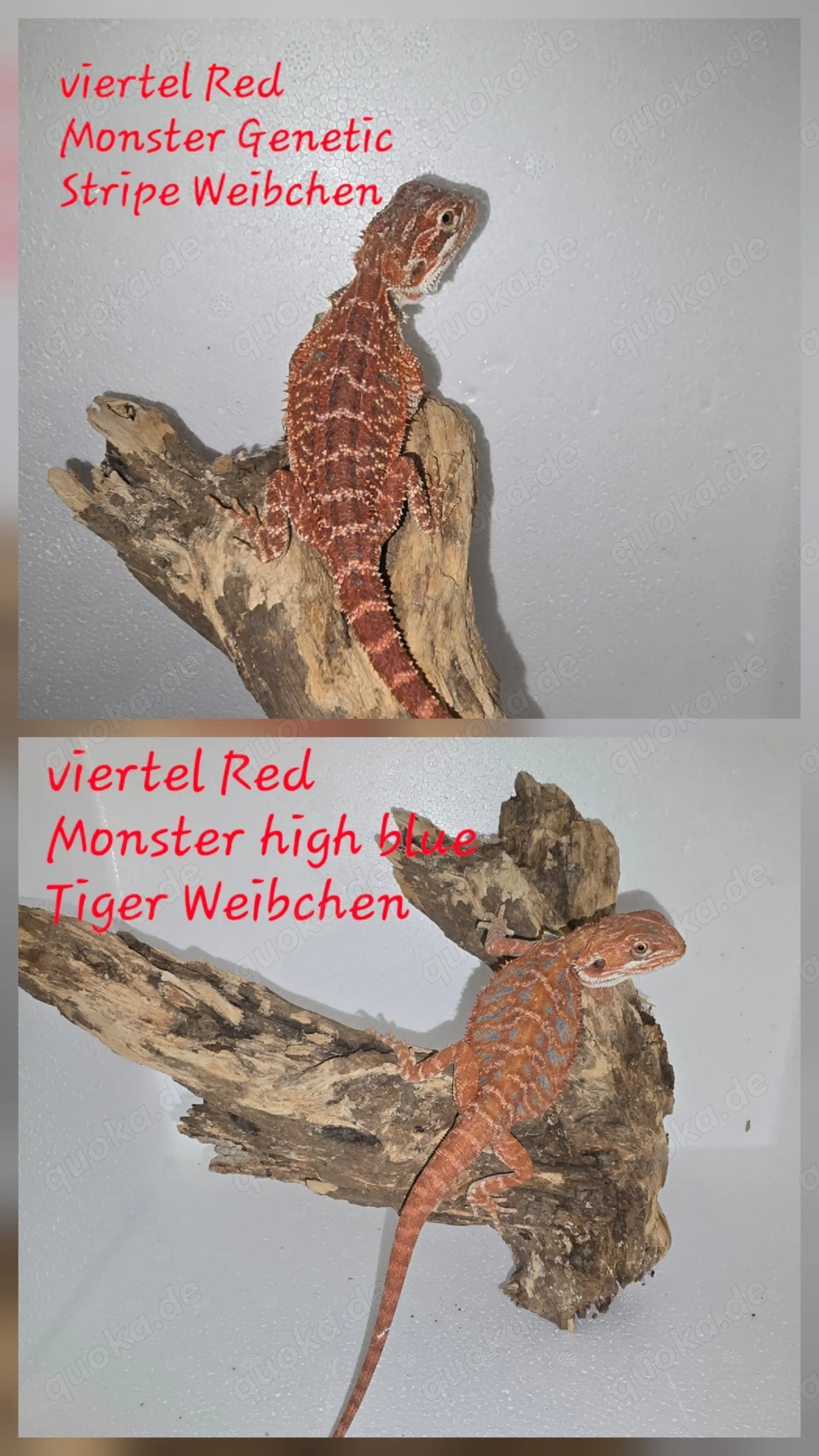 Viertel Red Monster Weibchen