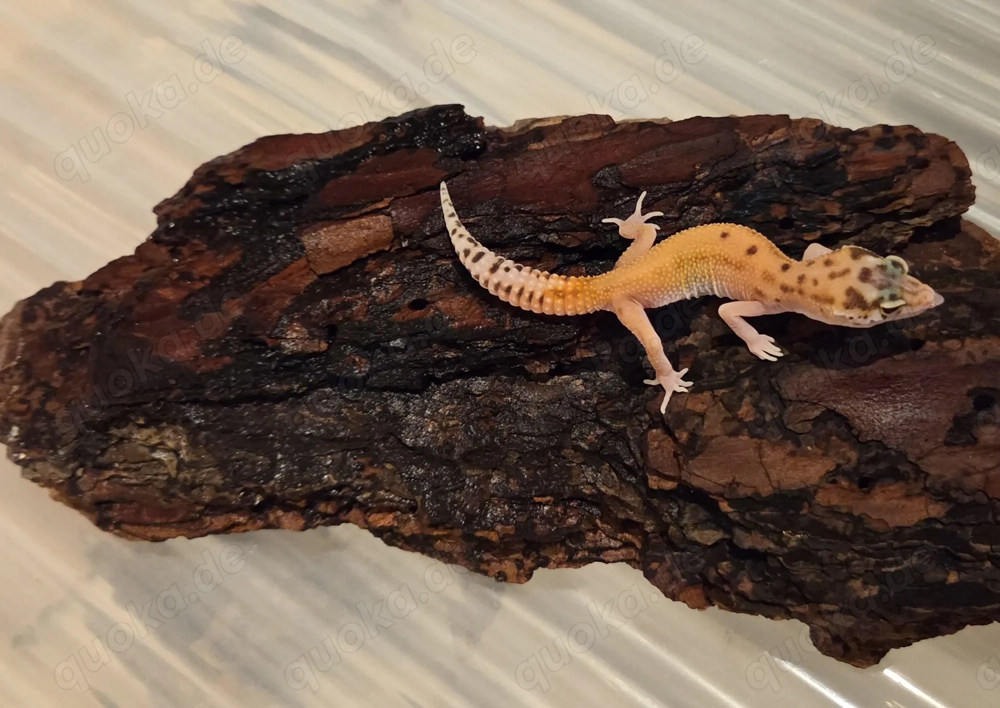 Jungtiere Leopardgecko 2025 
