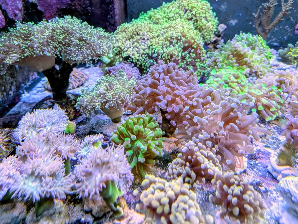 Ableger Euphylia LPS Meerwasser