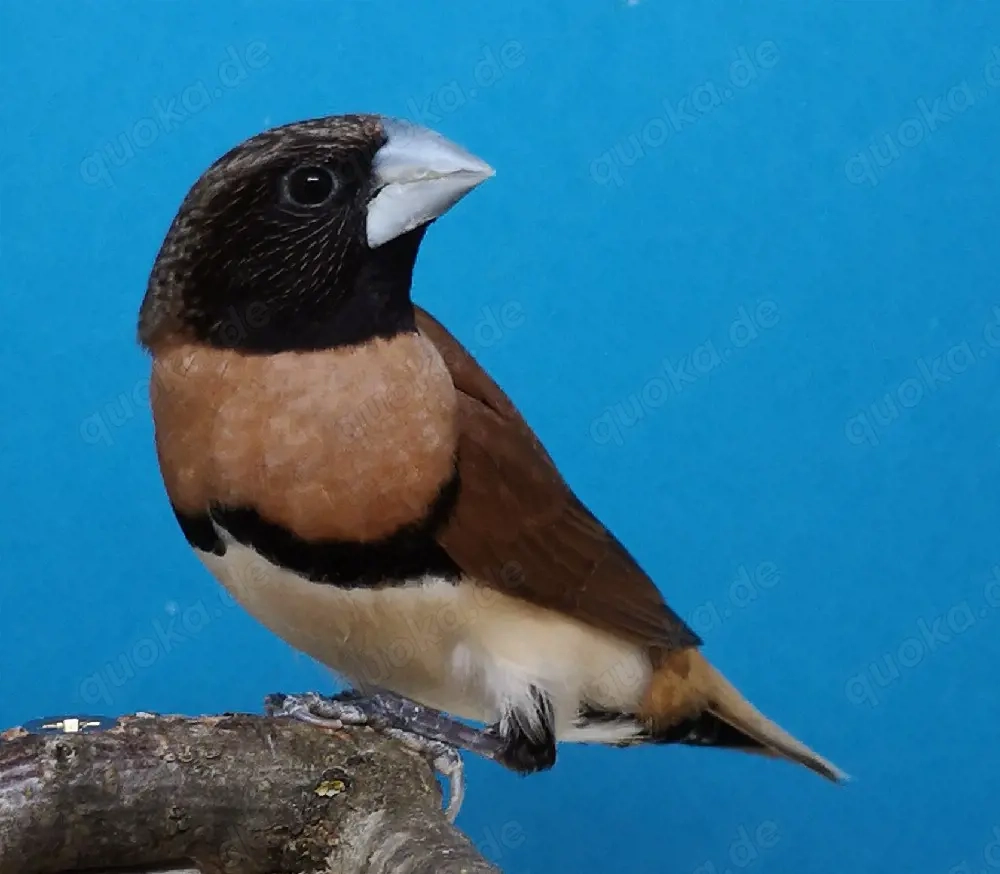 Braunbrustschilffinken 